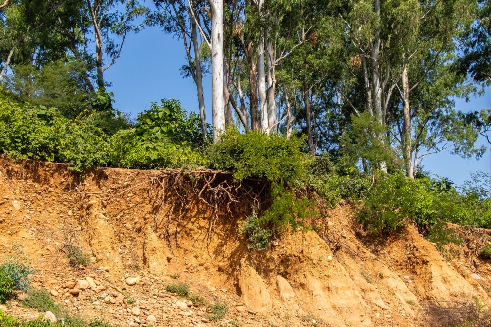 Hillside Erosion Repair